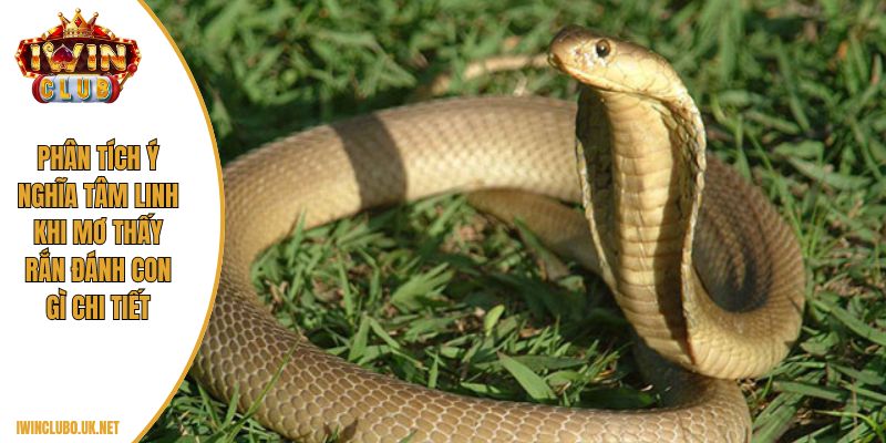 Phân tích ý nghĩa tâm linh khi mơ thấy rắn đánh con gì chi tiết